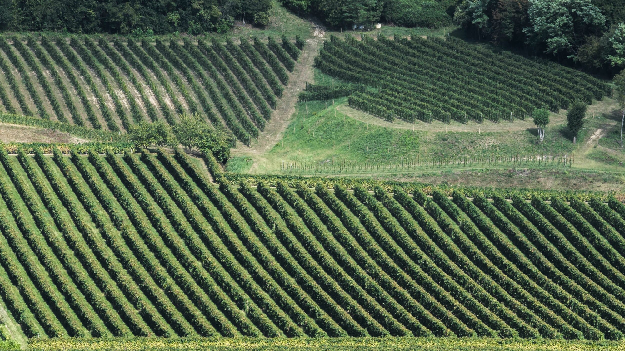 UIV Valdobbiadene in lista UNESCO