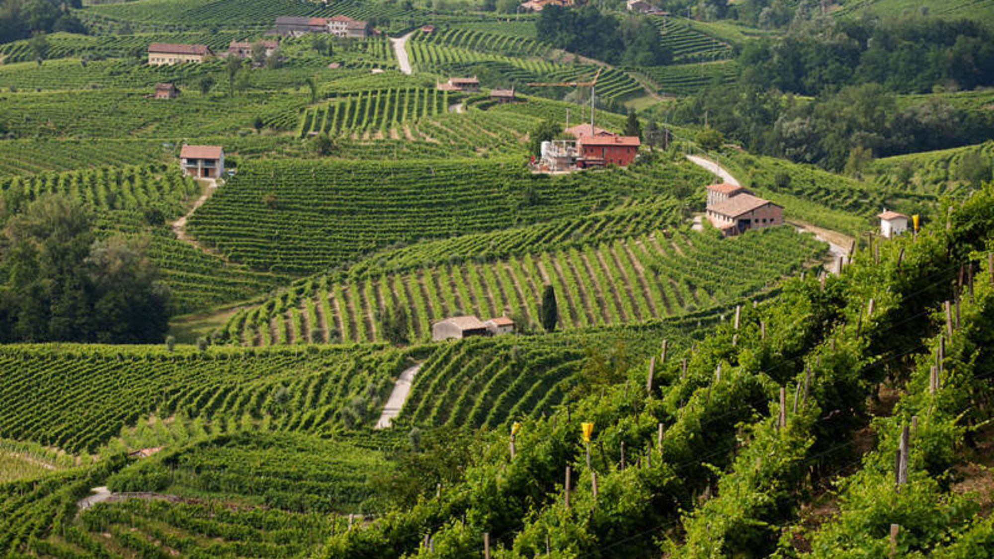 ecolog sulle colline del prosecco di conegliano e valdobbiadene